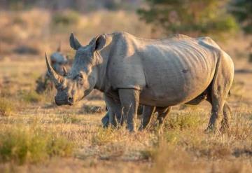 Científicos crean 12 embriones para salvar de la extinción al rinoceronte blanco