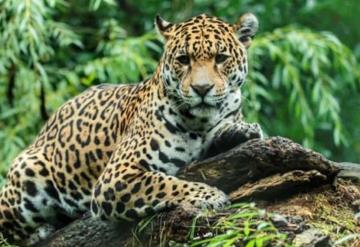 En Oaxaca un campesino envenena a jaguar que mato a su burro