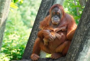 Video de un orangután utilizando gafas se hace viral en Tik Tok