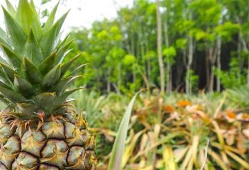 Agricultura Orgánica en la región sureste