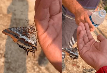 VIDEO: Mariposa sobrevive a incendio; bebe agua de la mano de rescatista