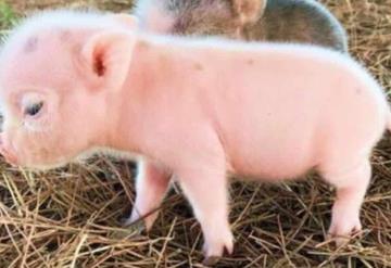 Video viral de un cerdito que nació con deformaciones