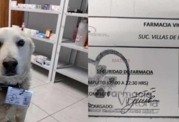 Farmacia adopta a perrito y lo ´nombran´ guardia de seguridad