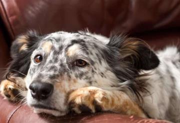 ¿A partir de qué edad un perro es considerado viejo y qué cuidados darle?