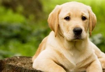 Perrito de seguridad se duerme mientras trabaja