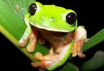 26 especies de ranas en peligro de extinción