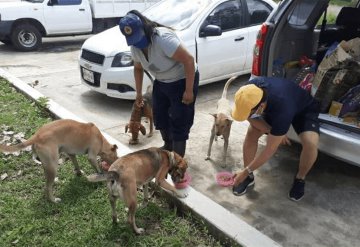 A diario hasta 10 mascotas se rescatan