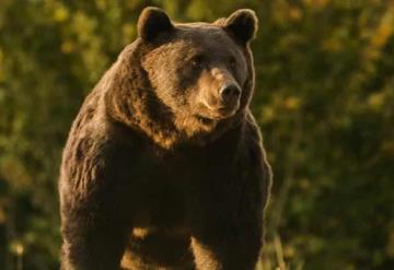 Un oso se hizo presente en desayuno de un hotel en Chipinque