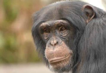 Joven graba a su chimpancé y usuarios lo comparan con un mexicano