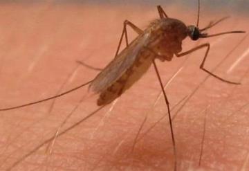 Mosquito causa primera muerte por el Virus del Oeste del Nilo