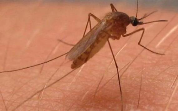 Mosquito causa primera muerte por el Virus del Oeste del Nilo