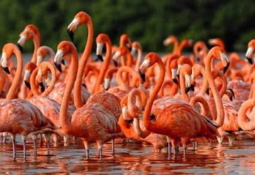 Flamencos llenan de color reserva en Yucatán