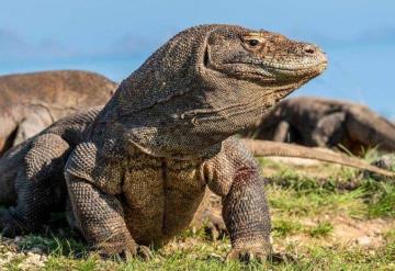 Declaran en peligro de extinción al dragón de Komodo