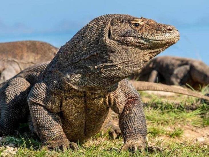 Declaran En Peligro De Extinción Al Dragón De Komodo