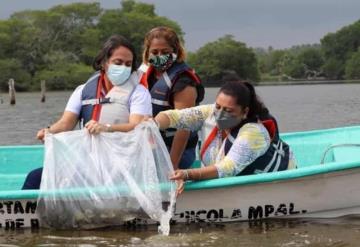 Realizan otra repoblación de lagunas en Comalcalco con especies nativas de mojarras “castarrica” y “paleta”