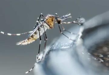 Dengue sin repuntar en Tabasco