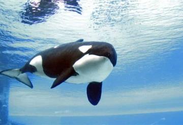 Orca Kiska se estrella contra cristal