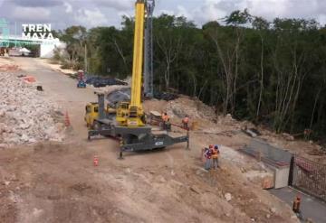 Tren Maya: Finaliza la reubicación de árboles de Tulúm a Cancún