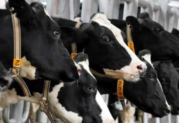 Dos casos de la enfermedad de las vacas locas en este mes en Rusia