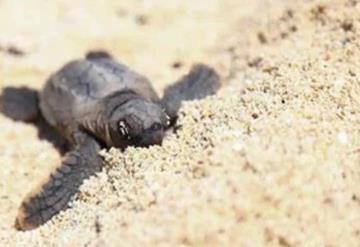 Nacen cerca de 8 mil crías de tortuga en zonas protegidas de Puerto Morelos