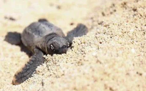 Nacen cerca de 8 mil crías de tortuga en zonas protegidas de Puerto Morelos