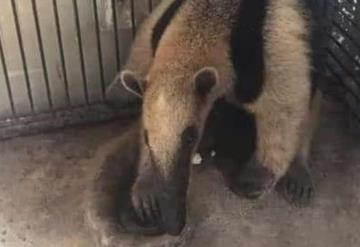 Localizan oso hormiguero, en peligro de extinción en Puerto Ceiba