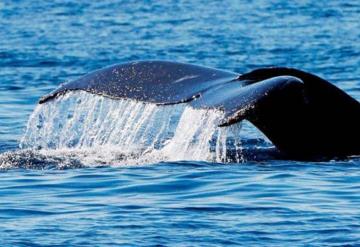 53 ballenas son asesinadas en Islas Feroe