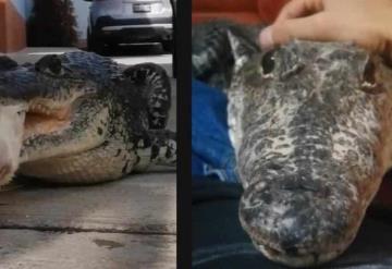 El cocodrilo que vive en la casa de un hombre se comporta como un cachorro; video viral