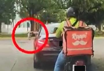 Un cerdo: un mensajero de ritmo rápido enseña a los conductores que ensucian la calle; video viral