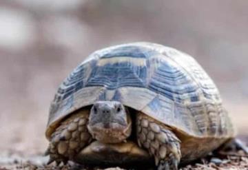 Una tortuga detiene el tráfico aéreo en un aeropuerto de Japón