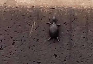 Interesante video de una pequeña tortuga trepando por una pared