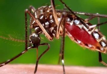 Alertan por mosquitos que podrían transmitir virus mortal