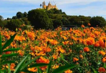 Campos de cempasúchil, un atractivo turístico