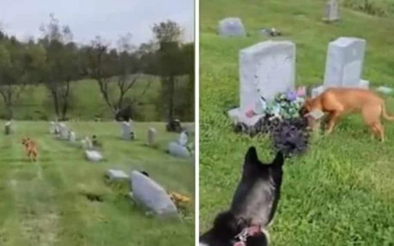 Una perrita se sorprende al descubrir que llegó a la tumba del dueño que murió hace 4 años