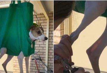 Mujer se hace viral por cortarle las uñas a su perro colgado en una bolsa