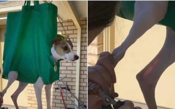 Mujer se hace viral por cortarle las uñas a su perro colgado en una bolsa