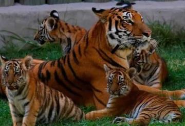 Nacen 4 tigres de Bengala en México; la especie está en peligro de extinción