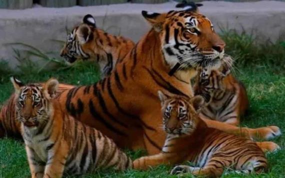 Nacen 4 tigres de Bengala en México; la especie está en peligro de extinción