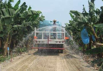 Sin reporte de daños por lluvias en campo tabasqueño