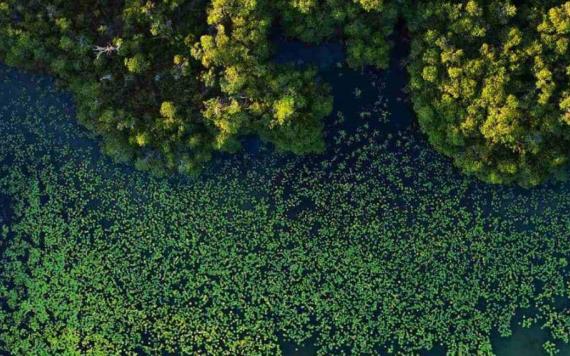 Científicos encuentran manglar en Tabasco que se alejó de la costa hace 125 mil años