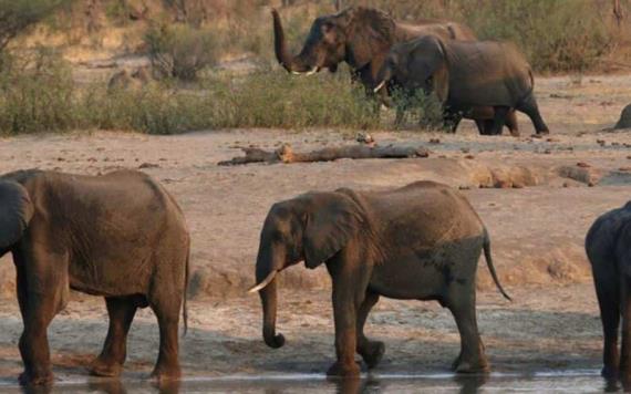 Elefante ataca y mata a turista en parque de Zimbabue