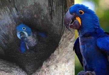 Nace guacamayo azul en Paraguay; su especie estaba en peligro de extinción