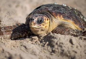 Tortuga Caguama se extingue lentamente