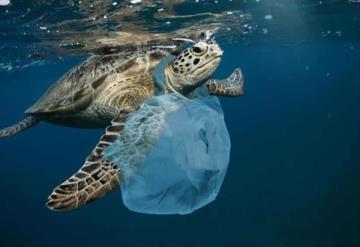 Conoce la tecnología que podría eliminar plásticos de ríos y océanos