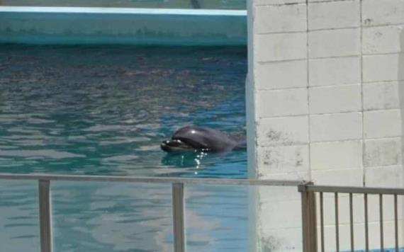 Conoce la historia de Honey, el delfín que vivió en cautiverio por más de 15 años