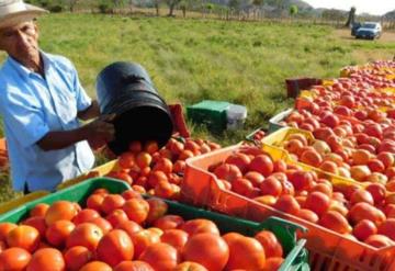 EU bloquea importaciones de tomates a granja mexicana tras acusación de trabajo forzoso