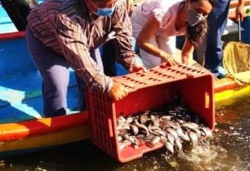 Liberan 300 mil crías de mojarra tilapia en lagunas del municipio de centro para su repoblación