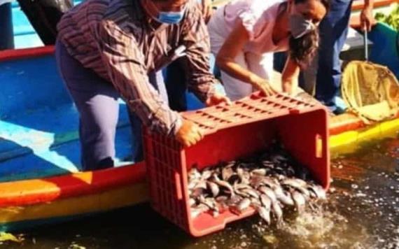 Liberan 300 mil crías de mojarra tilapia en lagunas del municipio de centro para su repoblación