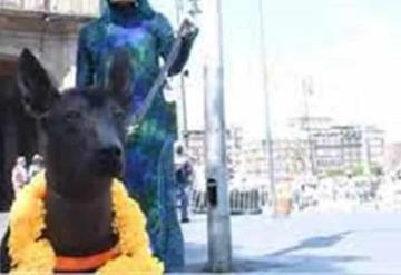 Conoce a ´Dante´, el xoloitzcuintle de la Guardia Nacional