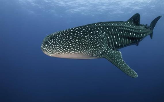 Científicos encuentran importante hallazgo sobre los tiburones ballena